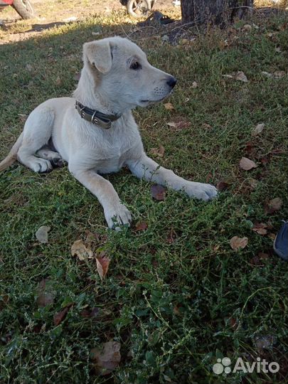 Собаки щенки бесплатно