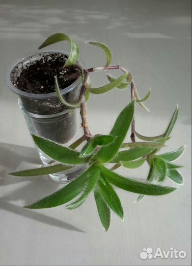 Филодендрон краснеющий Цианотис Педилантус 2 вида