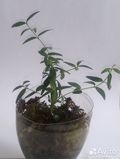 Мирт комнатный мелколистный и крупнолистный
