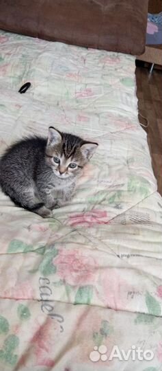 Сибирская кошка