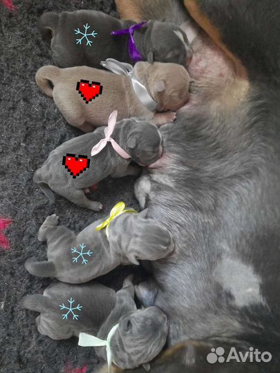 Американский булли