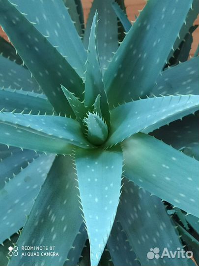 Алоэ-вера лечебный