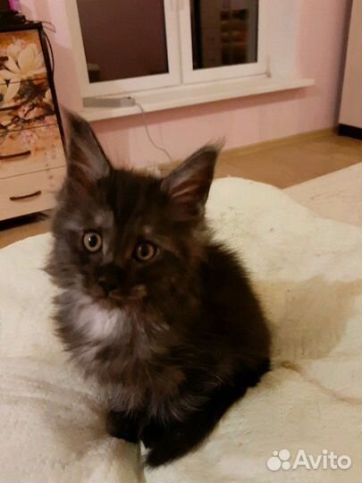 Девочка мейн-кун