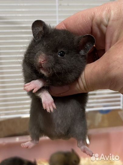 Хомячата из питомника