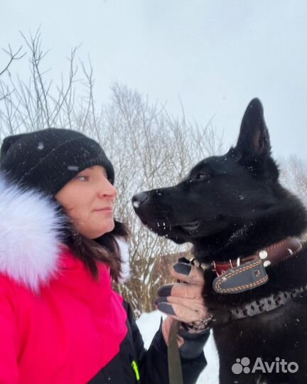 Кинолог & Дрессировка собак в Туле и области