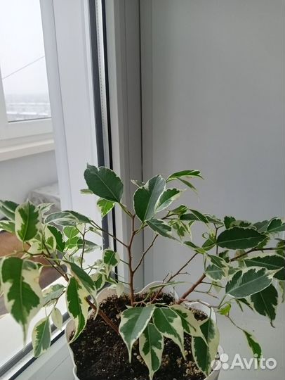 Фикус вариегатный