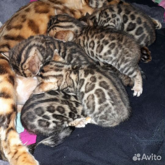 Бенгальская