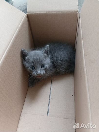 Котята в добрые руки 1 месяц