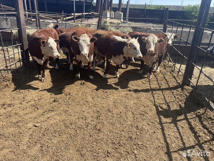 Телки герефорд