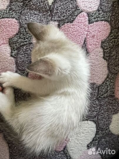 Котенок девочка в добрые руки