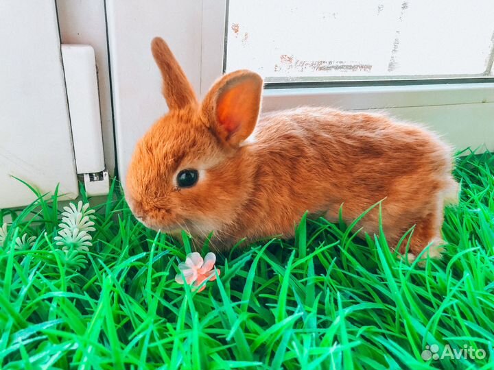 Карликовый кролик - королевский, очень редкий