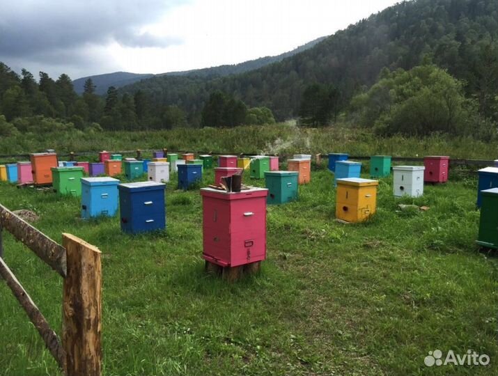 Мед натуральный с Алтая опт