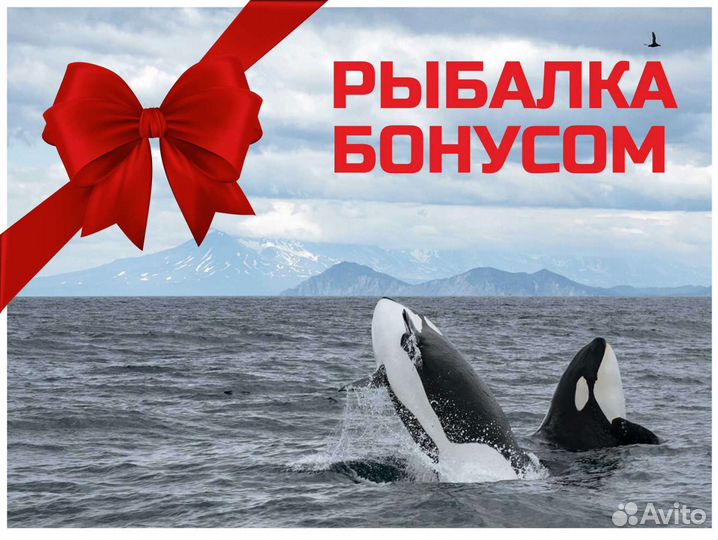Морская прогулка Териберка +Рыбалка бонусом