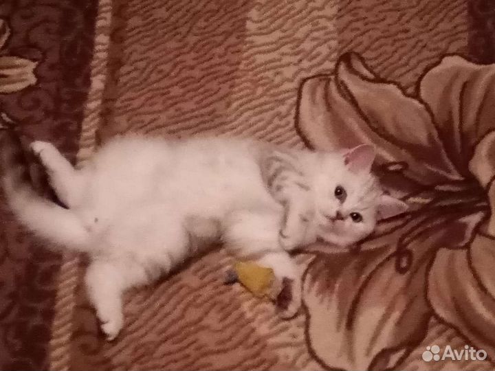 Шотландские вислоухие котята