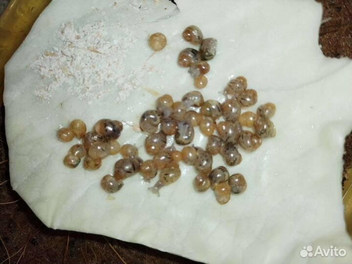 Улитки ахатины