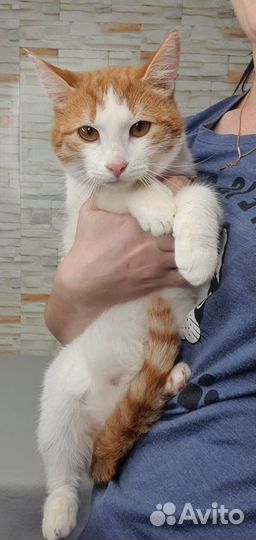 Нежный Лео ищет дом