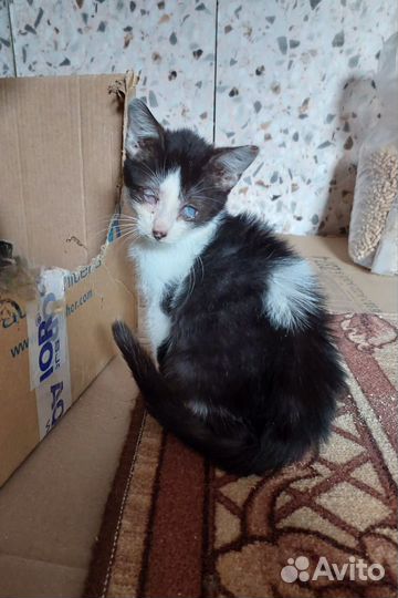 Котенок в добрые руки