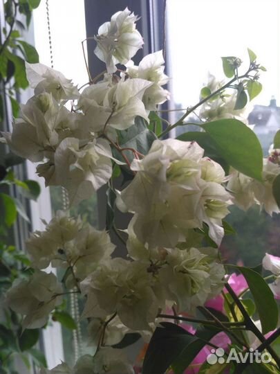 Бугенвиллия