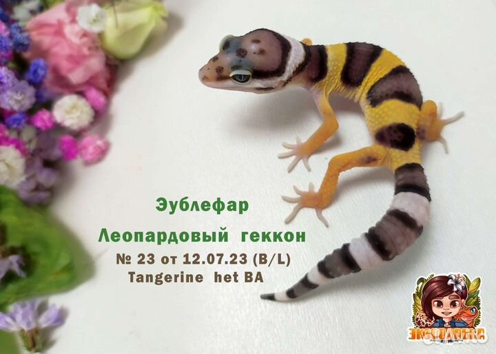 Эублефар Геккон Гемитеконикс