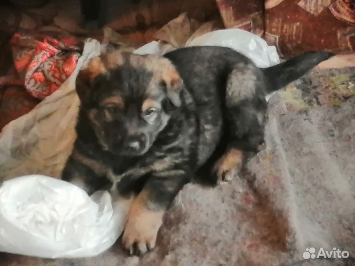 Отдам бесплатно симпатичных щенков
