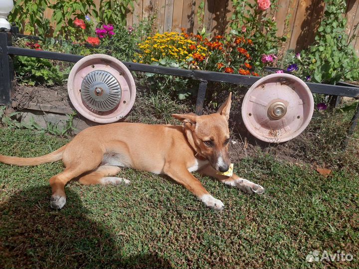 Девочка,небольшого роста, до года в добрые руки