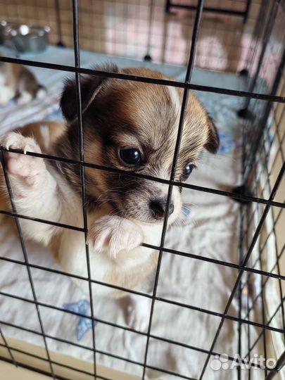 Щенки помесь