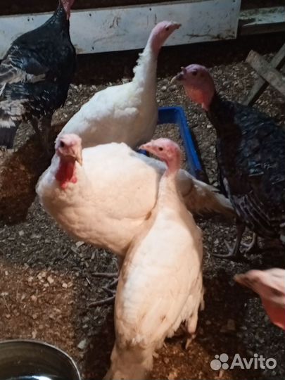 Индюшата подрощенные