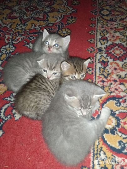 Катята бесплатно
