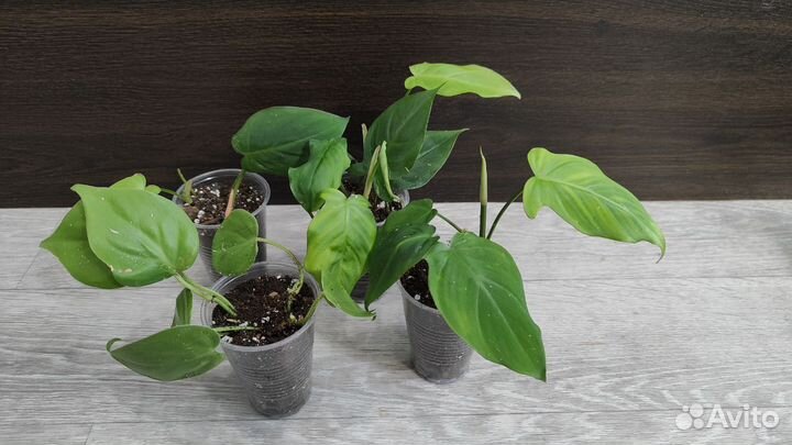 Филодендроны