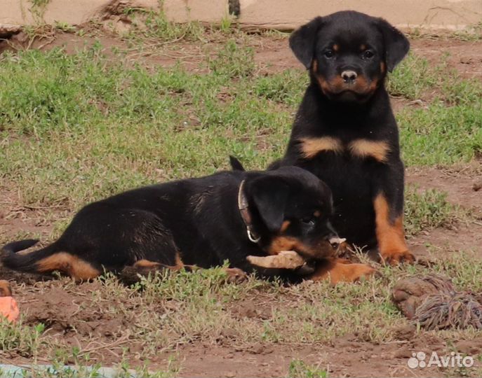 Щенки ротвейлера с отличным происхождением