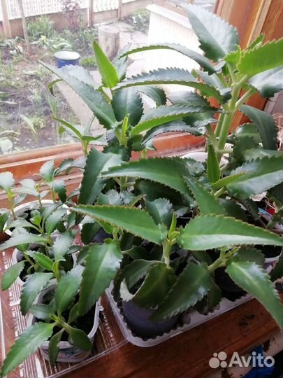 Каланхоэ лечебный, комнатный