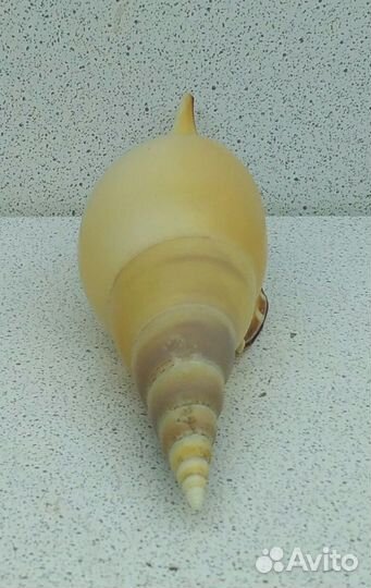 Тибия Мартини 11,9