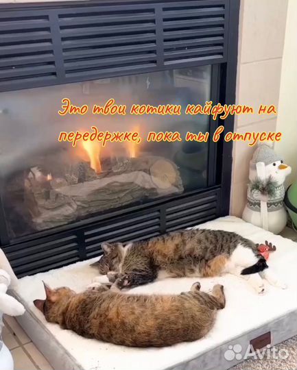 Гостиница для кошек, передержка, котоняня