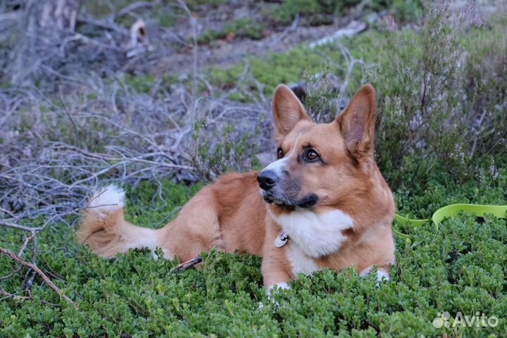 Вельш Корги Кардиган(Вязка)