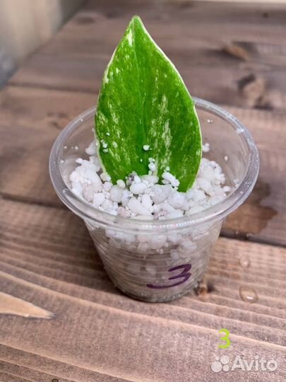 Замиокулькас вариегатный шорт лив