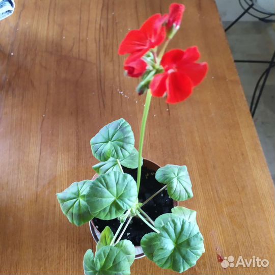 Пеларгония герань