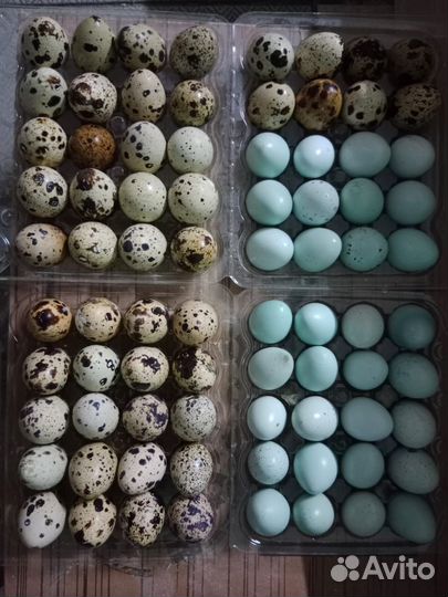 Яйца перепелиные