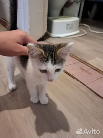 Отдам в добрые руки котят