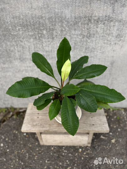 Молочай с горшком