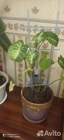 Замиокулькас, фикусы, колеус