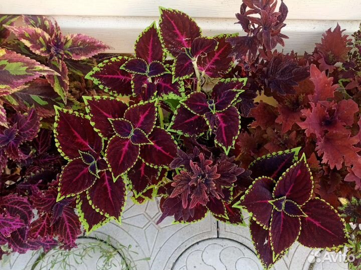 Колеус, алое вера, толстянка