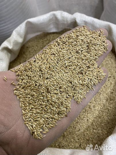 Рапс, Канареечное семя