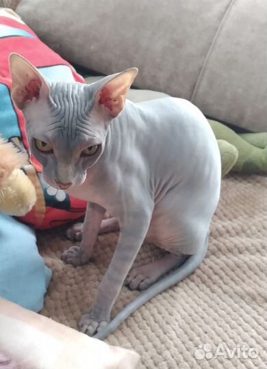 Кот ищет подругу