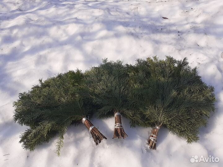 Веники пихта