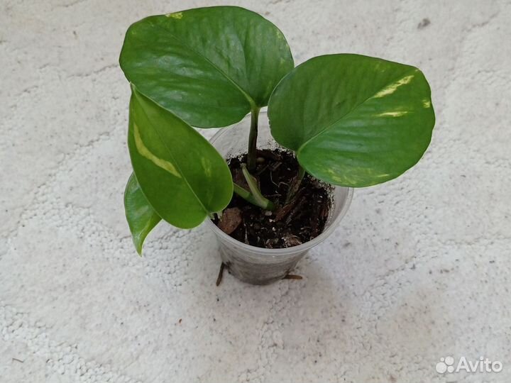 Сциндапсус золотистый