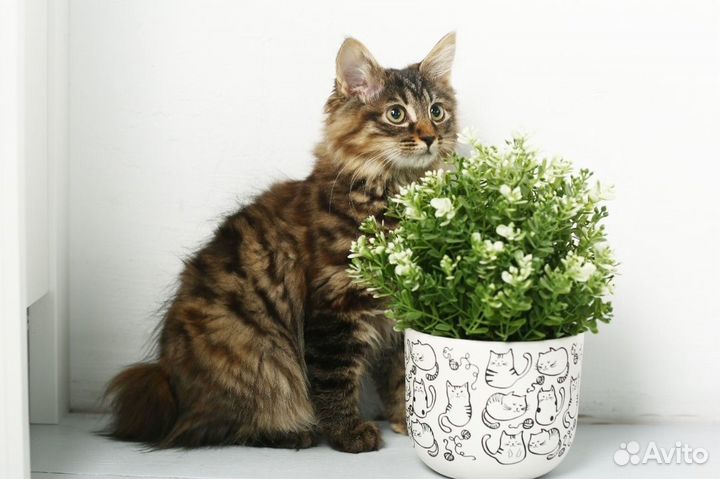 Курильский бобтейл шикарные представители породы