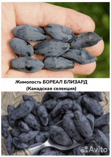 Жимолости канадской селекции и традиционные сорта