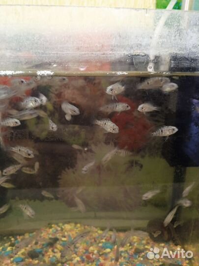 Аквариумные рыбки цихлиды