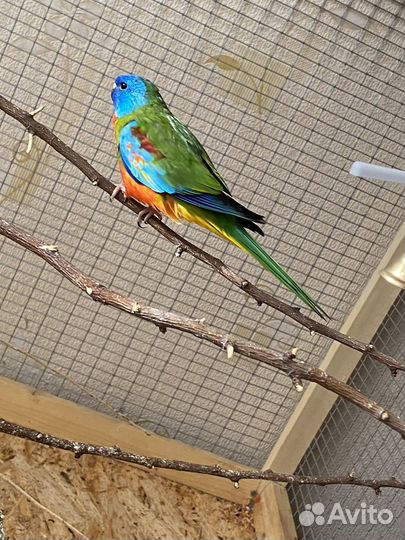 Лазурный попугай