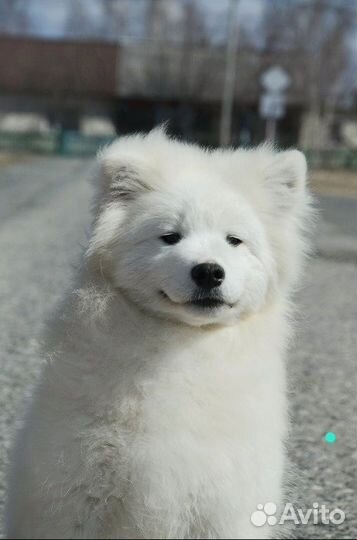 Самоедская лайка